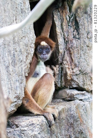 おめめが綺麗● 81320229