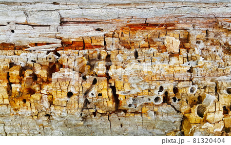 Texture of decaying wood trunk with cracks and holes Texture of decaying wood trunk with cracks and holes 81320404
