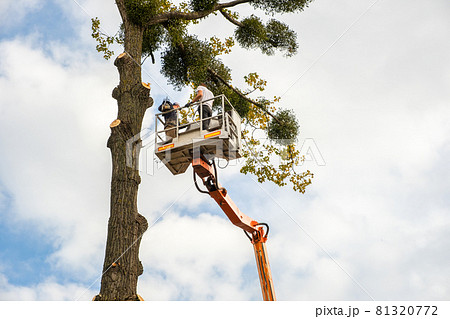Two male service workers cutting down big tree branches with chainsaw from high chair lift platform. 81320772