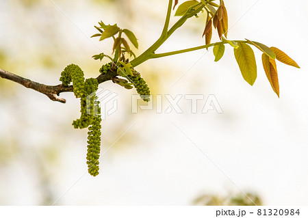 Walnut blooms. Green buds of walnut on tree branch on blurred background. Walnut blooms. Green buds of walnut on tree branch on blurred background. 81320984