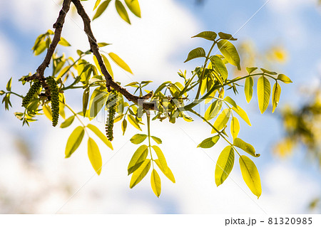 Walnut blooms. Green buds of walnut on tree branch on blurred background. Walnut blooms. Green buds of walnut on tree branch on blurred background. 81320985