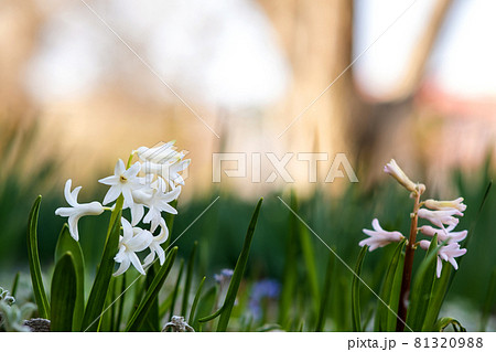 Pink tender hyacinth flowers blooming in spring garden. 81320988