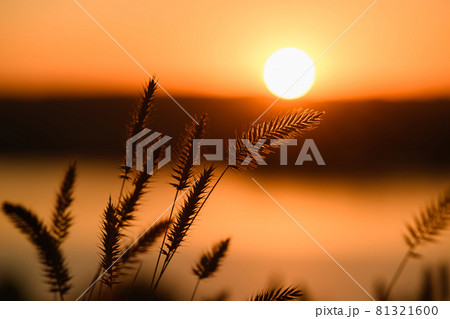 Grass spikelets and raising warm sun disk 81321600