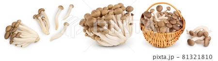 Brown beech mushrooms or Shimeji mushroom isolated on white background. Set or collection Brown beech mushrooms or Shimeji mushroom isolated on white background. Set or collection 81321810