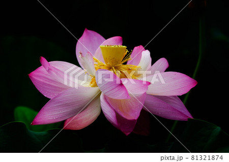 雨後の紅蓮 81321874