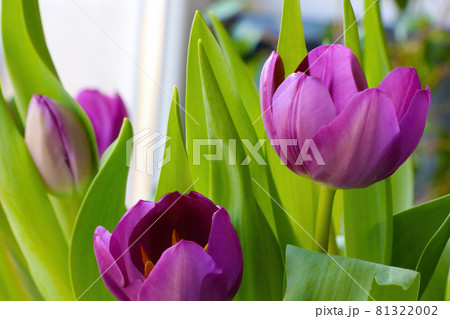 Flowering tulips in spring. Used in perfumery. Flowering tulips in spring. Used in perfumery. 81322002