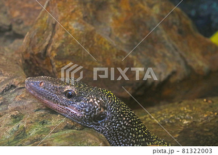Close-up on the head of a monitor lizard on a stone. Close-up on the head of a monitor lizard on a stone. 81322003