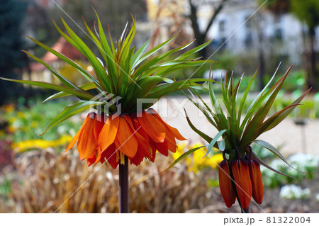 Orange flowering imperial hazel grouse in the park. Orange flowering imperial hazel grouse in the park. 81322004