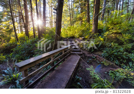 Hiking Path to Mystic Beach in the Vibrant Rainforest Hiking Path to Mystic Beach in the Vibrant Rainforest 81322028