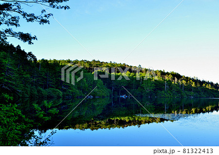 日本一高地の湖、北八ヶ岳　原生林の中にある白駒池 81322413