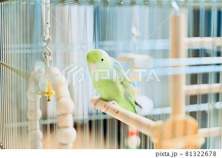 マメルリハ マメルリハ 81322678