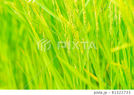 【夏素材】　稲の開花　【長野県】 81322733