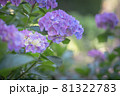 青紫色の紫陽花の花のイメージ 81322783