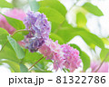 ピンクと紫色のアジサイの明るいイメージ 81322786