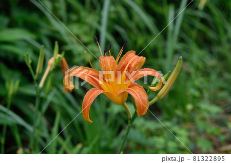 ノカンゾウの花 ノカンゾウの花 81322895