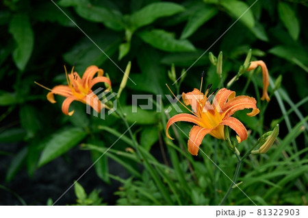 ノカンゾウの花の写真素材