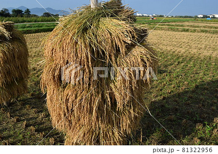 収穫した稲穂の杭掛け乾燥 81322956