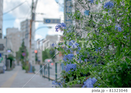 本郷通り沿いの花の歩道/東京都北区西ヶ原 本郷通り沿いの花の歩道/東京都北区西ヶ原 81323046