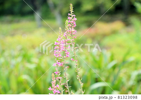 ミソハギの花 81323098