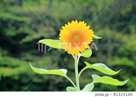 ヒマワリの花 81323100