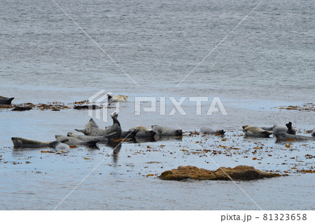 礼文島の金田ノ岬のアザラシ 81323658