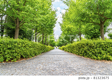 自然に恵まれた多摩ニュータウンの住宅街 81323675