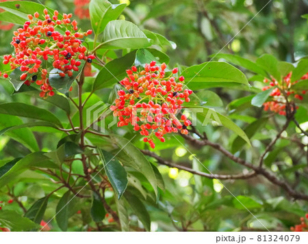 サンゴジュ 81324079