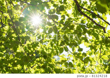 森の中の木漏れ日の様子 81324218