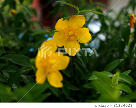 日かげに咲いたヒペリカムの黄色い花の写真素材
