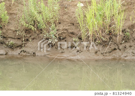 川岸に掘られたクロベンケイガニの巣穴 川岸に掘られたクロベンケイガニの巣穴 81324940