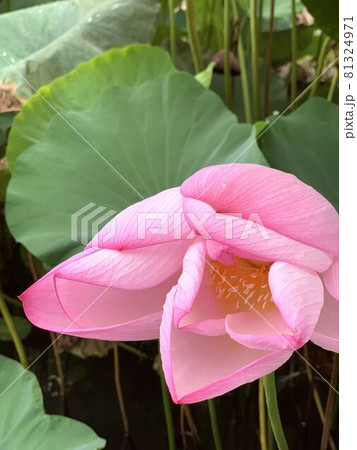 蓮の花 蓮の花 81324971