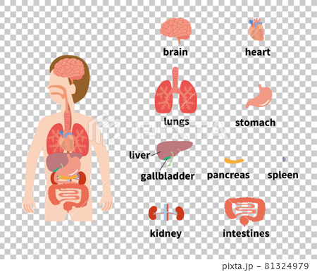 人体の臓器のイメージイラストセットのイラスト素材