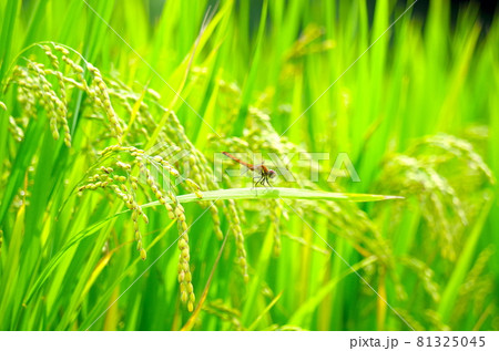 イネとトンボ イネとトンボ 81325045