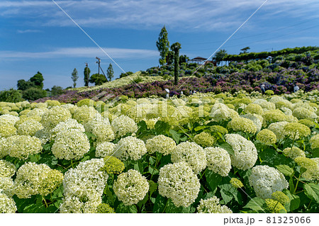三重県津市　かざはやの里の白い紫陽花　アナベルの咲く丘 81325066