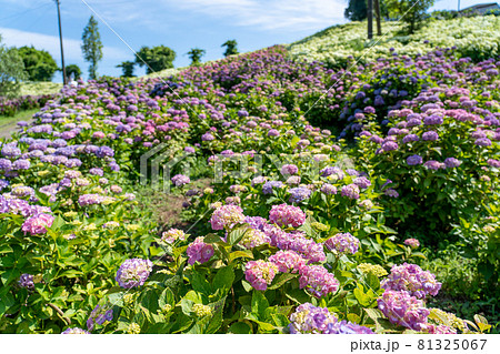 三重県津市 かざはやの里の紫陽花の咲く丘 三重県津市 かざはやの里の紫陽花の咲く丘 81325067