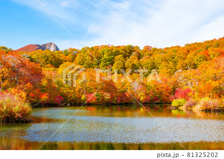 鎌池の紅葉 81325202