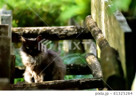 野良猫 野良猫 81325264