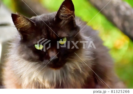 野良猫 野良猫 81325266