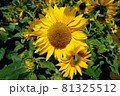 夏の明るい向日葵 81325512