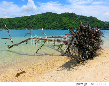 沖縄 台風で根こそぎ倒れた大木 沖縄 台風で根こそぎ倒れた大木 81325595