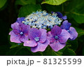紫色が印象的な紫陽花 81325599