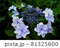 花びらが綺麗な紫陽花 81325600