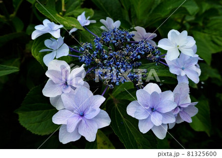 花びらが綺麗な紫陽花 81325600