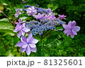 花びらが綺麗な紫陽花 81325601