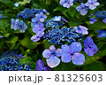 深い青が印象的な紫陽花 81325603