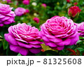 濃いピンク色が印象的なバラ 81325608