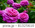 濃いピンク色が印象的なバラ 81325610