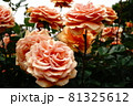 優しいピンク色が綺麗なバラ 81325612