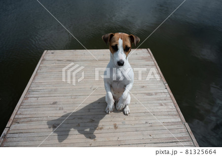 Sad dog jack russell terrier sits alone on the pier by the lake. Sad dog jack russell terrier sits alone on the pier by the lake. 81325664