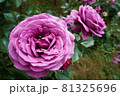 花びらの密度が高いピンクのバラ 81325696